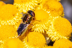 Odontomyia decipiens