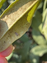 Stephanitis pyrioides