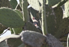 Haemorhous mexicanus