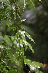 Lygodium articulatum
