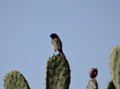 Haemorhous mexicanus