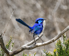 Malurus splendens splendens