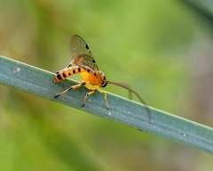 Xanthopimpla rhopaloceros