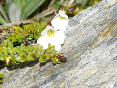 Ourisia caespitosa
