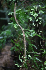 Lygodium articulatum