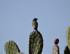 Haemorhous mexicanus