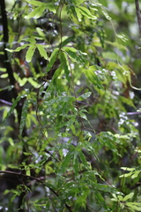 Lygodium articulatum