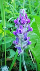 Oxytropis splendens