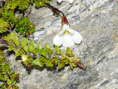 Ourisia caespitosa