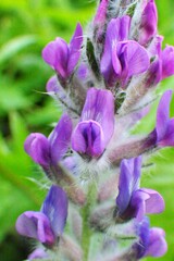 Oxytropis splendens