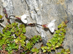 Ourisia caespitosa