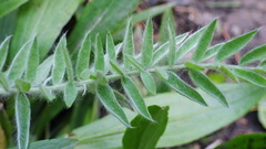 Oxytropis splendens