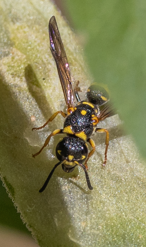 Stenodynerus krombeini from St Francois County, MO, USA on August 24 ...