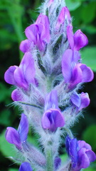 Oxytropis splendens