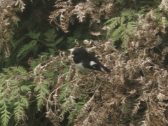 Petroica macrocephala toitoi