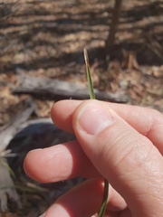 Lomandra multiflora