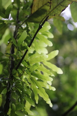 Lygodium articulatum