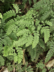 Adiantum cunninghamii