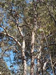 Lophostemon suaveolens