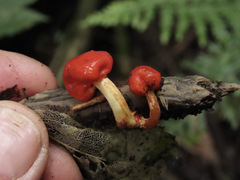 Leratiomyces erythrocephalus