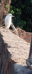 Bubulcus ibis