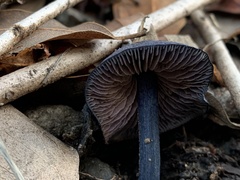 Entoloma subcarneum