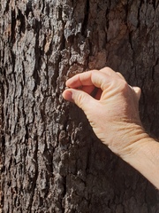Corymbia trachyphloia