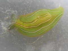 Phyllaplysia taylori