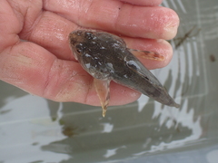 Leptocottus armatus