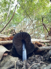 Entoloma subcarneum