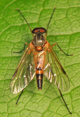Rhagio