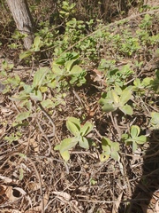 Coleus amboinicus