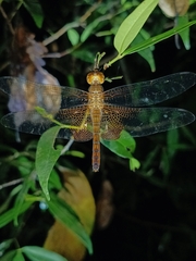 Hydrobasileus croceus