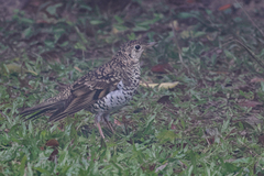 Zoothera aurea