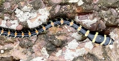 Chrysopelea