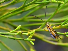 Xanthopimpla rhopaloceros