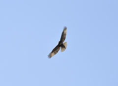 Buteo jamaicensis