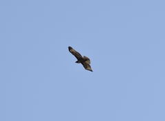 Buteo jamaicensis
