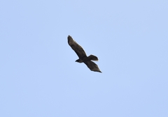 Buteo jamaicensis