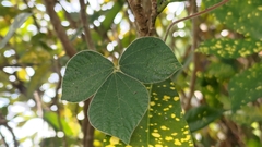 Rhynchosia volubilis