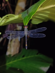 Agrionoptera insignis