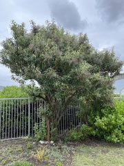 Tarchonanthus littoralis