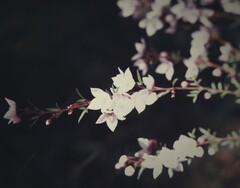 Boronia floribunda