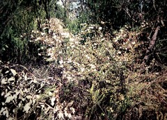 Boronia floribunda