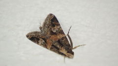 Melipotis famelica