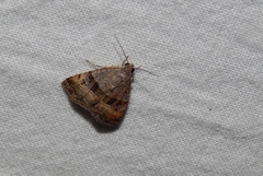 Ozarba megaplaga