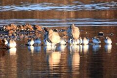 Calidris alpina