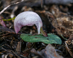 Corybas barbarae