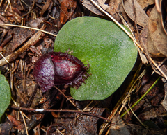 Corybas fimbriatus