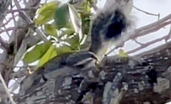 Sciurus yucatanensis